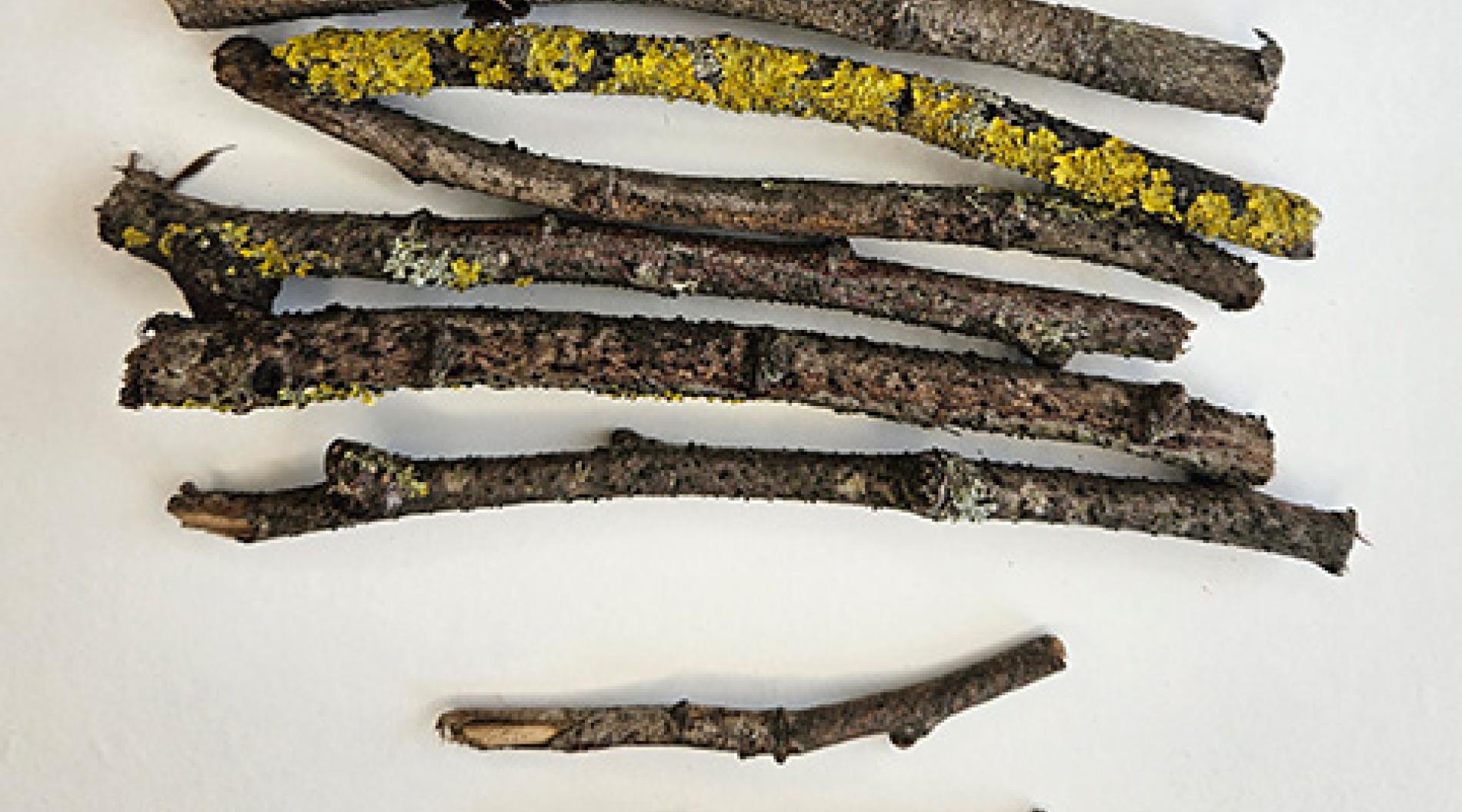 Build a twig raft | WWF