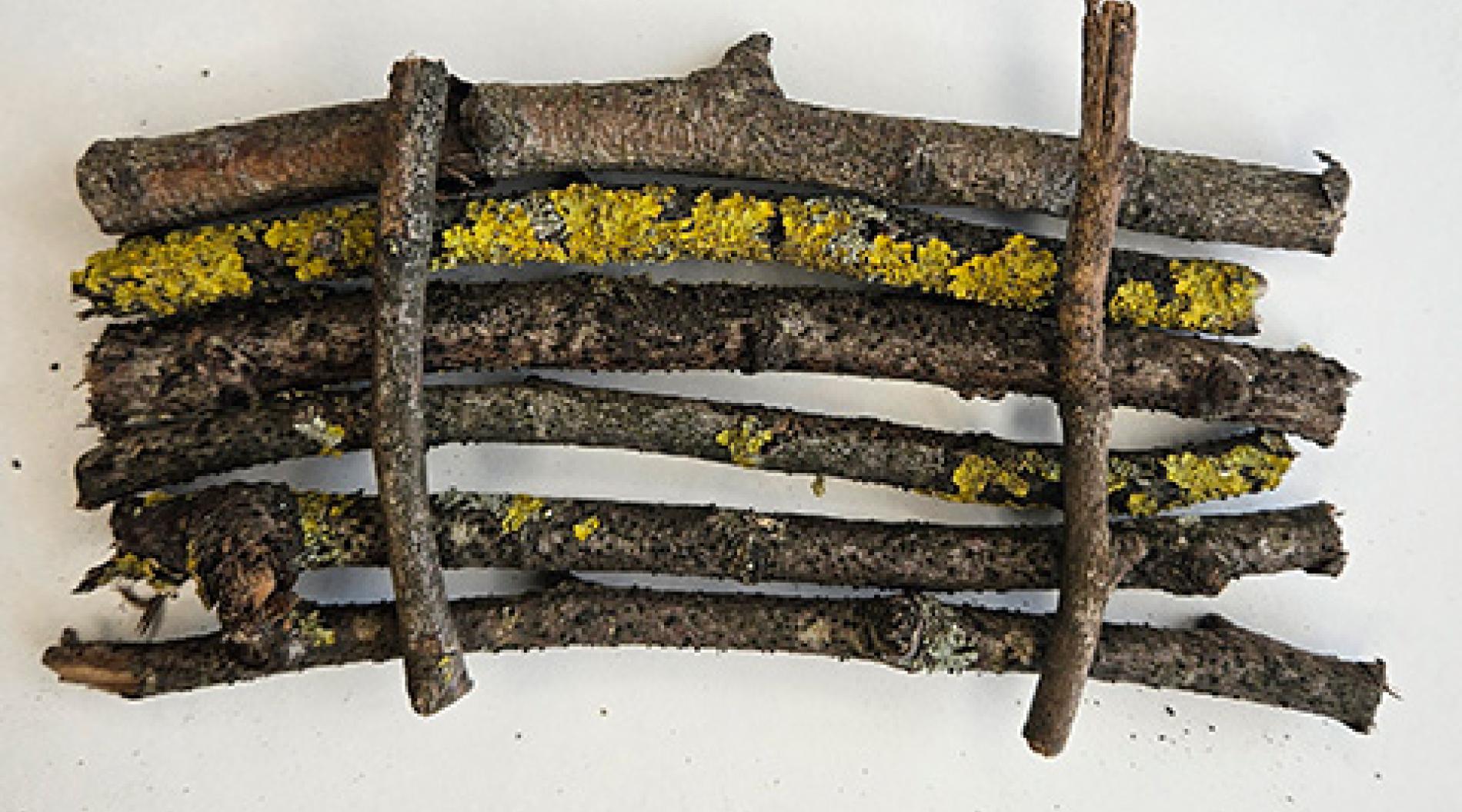 Build a twig raft | WWF