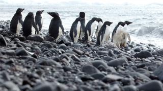 Adelie penguins standing on rocky coast, Antarctica.