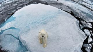 Polar Bear © naturepl.com / Paul Williams / WWF