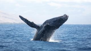 The Humpback whale 