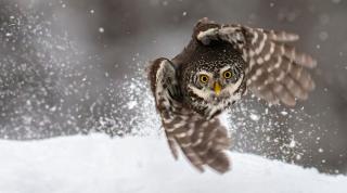 Owl flying in snowy landscape