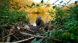 Eurasian beaver (Castor fiber) kit on dam, Cornwall, UK