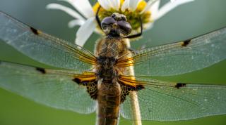 Freshly emerged four spotted chaser dragonfly perches on a ox eye daisy in a wet meadow in Norfolk, UK.