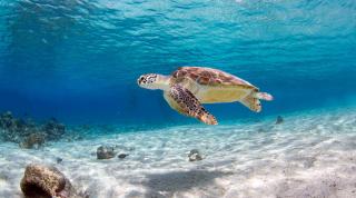 Turtle Bonaire