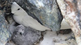 Snow petrel with chick