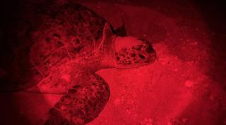 Turtle tagging at night