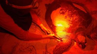 Turtle having its fin tagged at night 