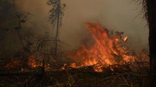 Criminal fire in the limits of the Sete de Setembro indigenous land Amazon 