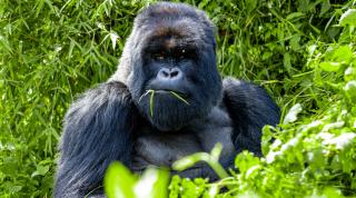Igisha silverback eating
