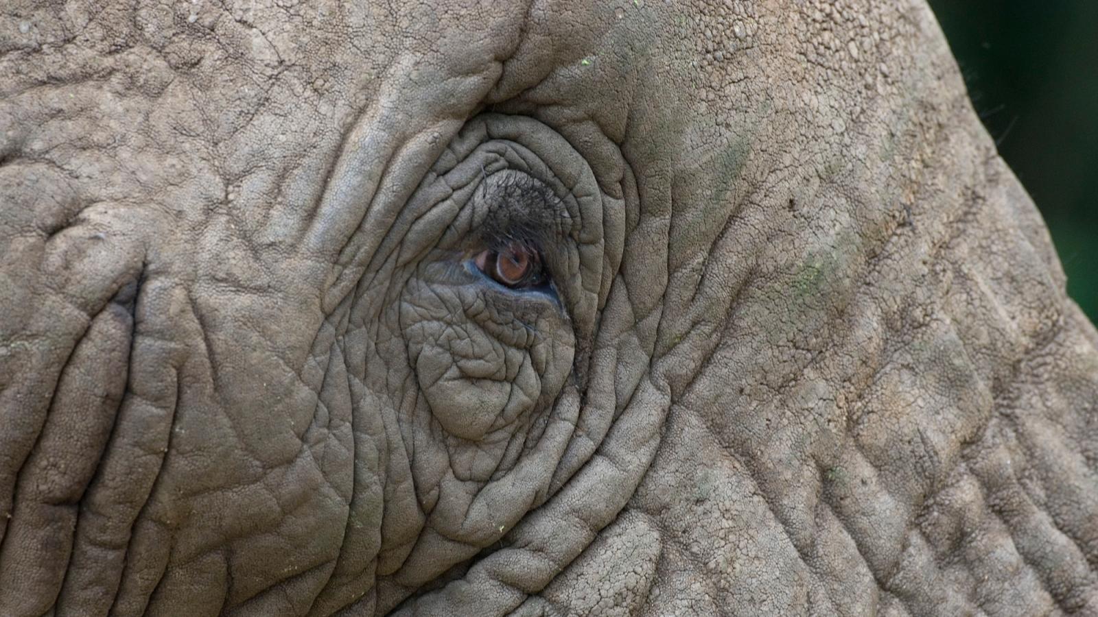 african elephants wwf