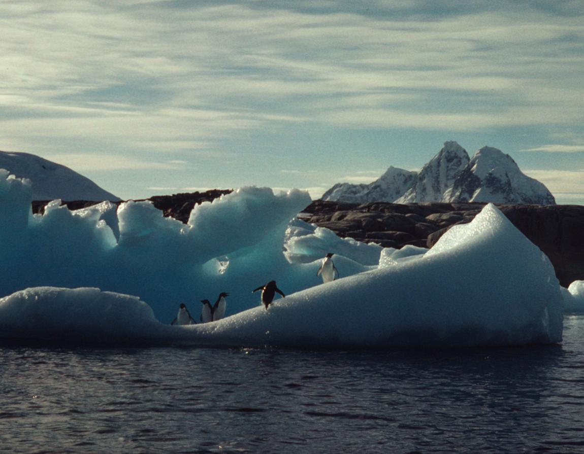 Adelie Penguins Wwf