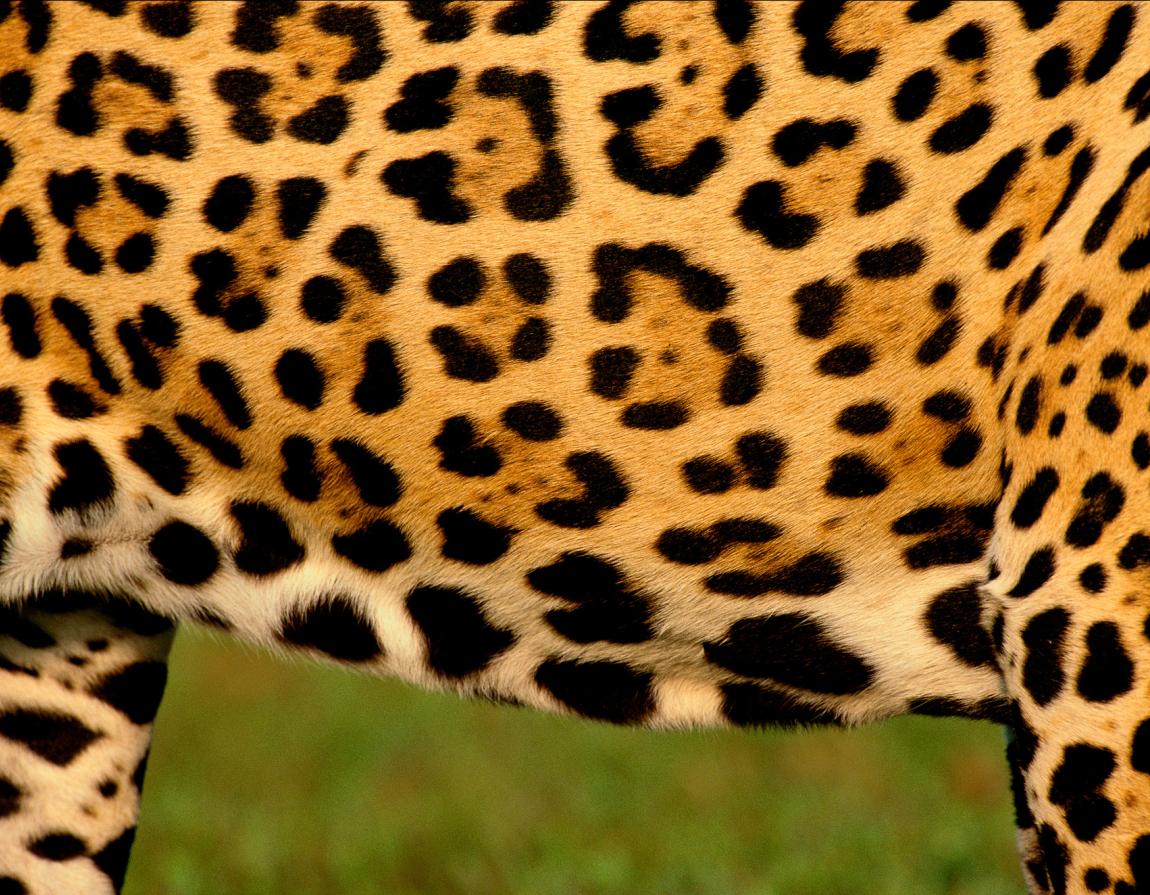Jaguar: the Amazon's amazing swimming cat | WWF Jaguar: the Amazon's amazing swimming cat | WWF