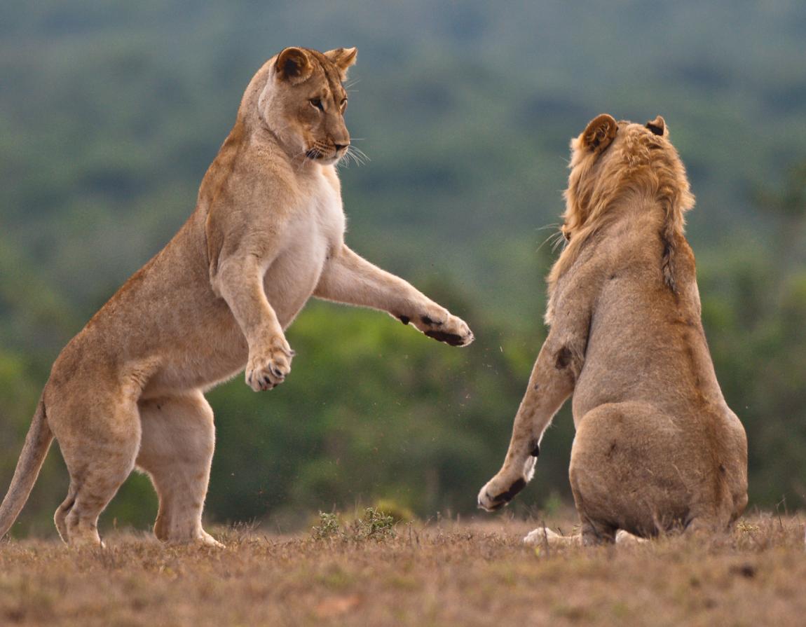 Lion fight