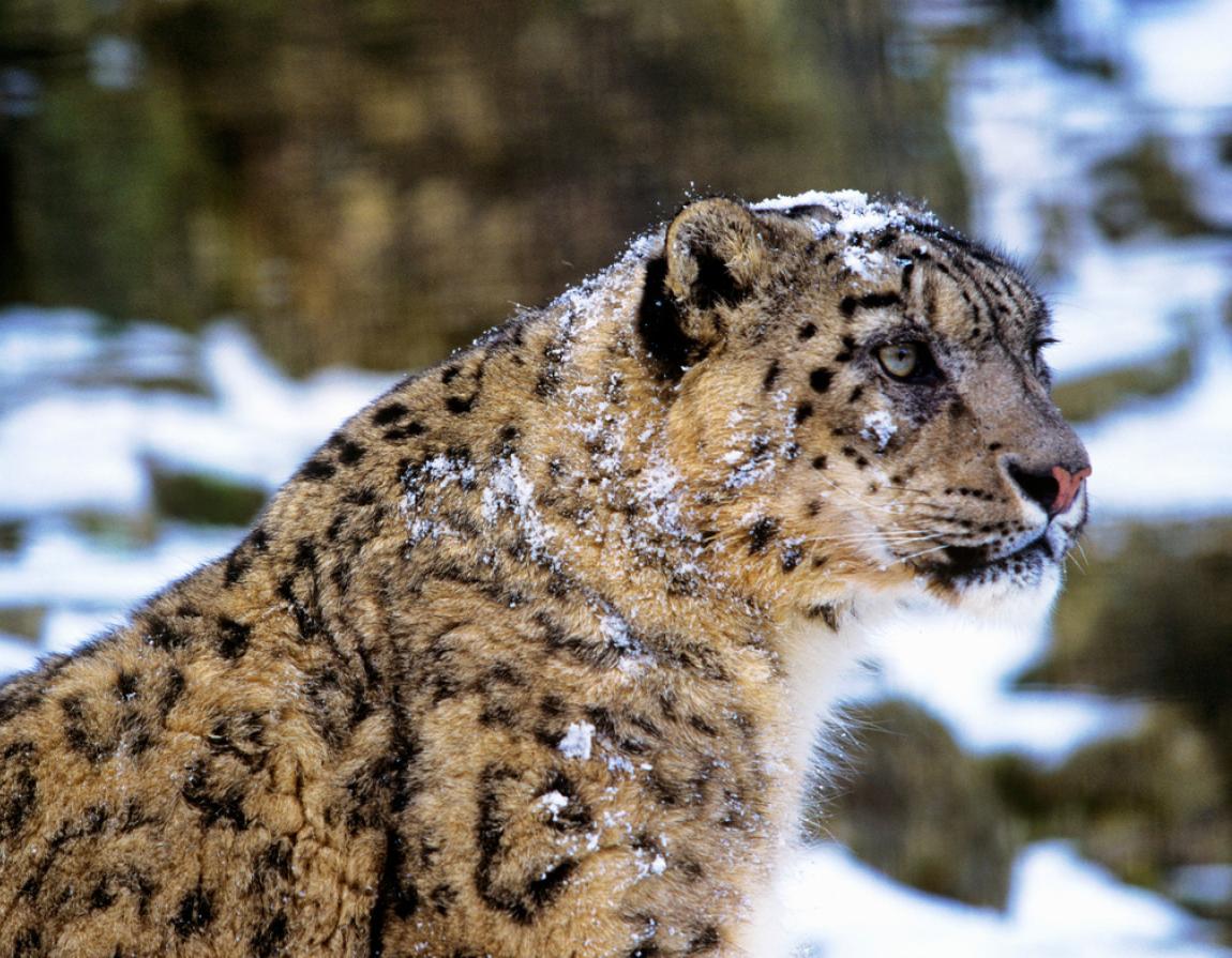 The snow leopard: elegant and elusive | WWF