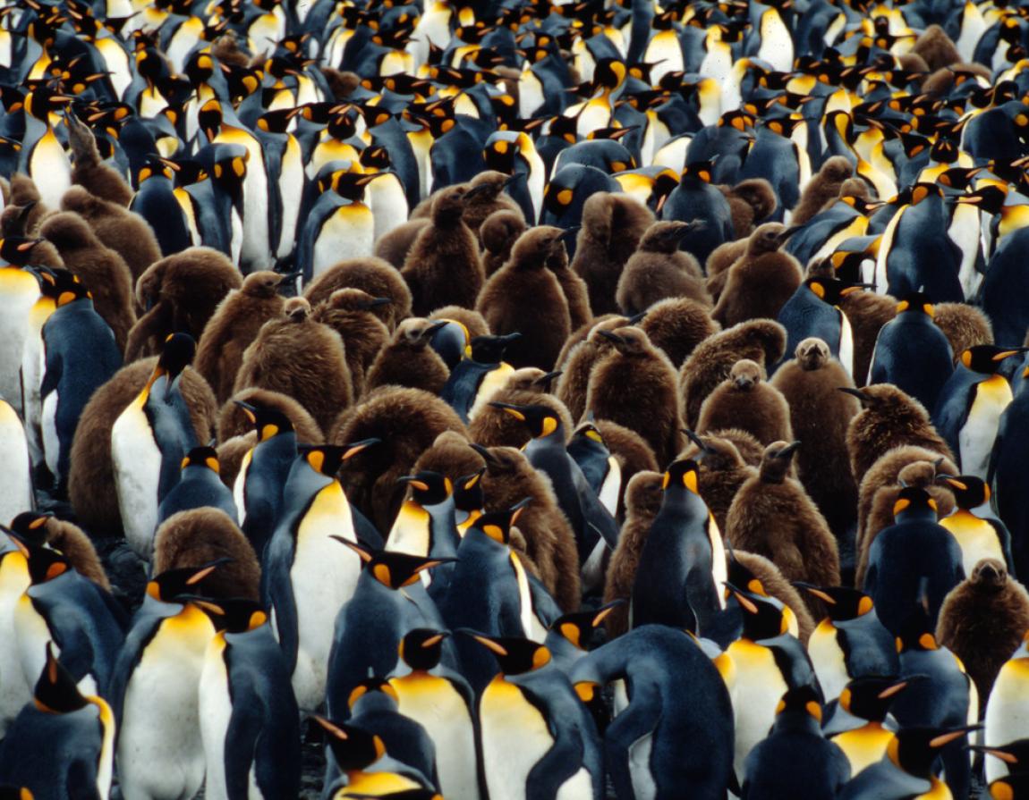 Antarctica: a massive frozen landmass | WWF