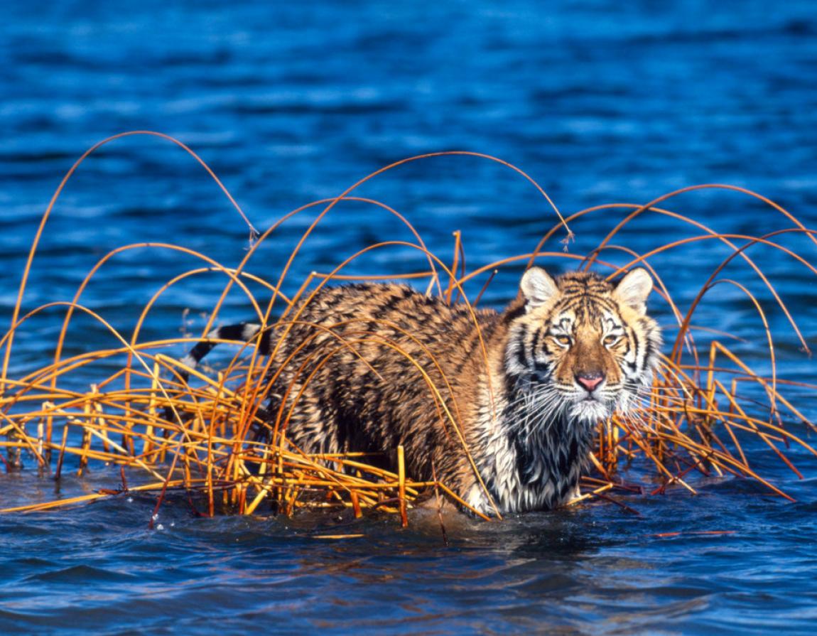 Amur (Heilong) River Basin | WWF