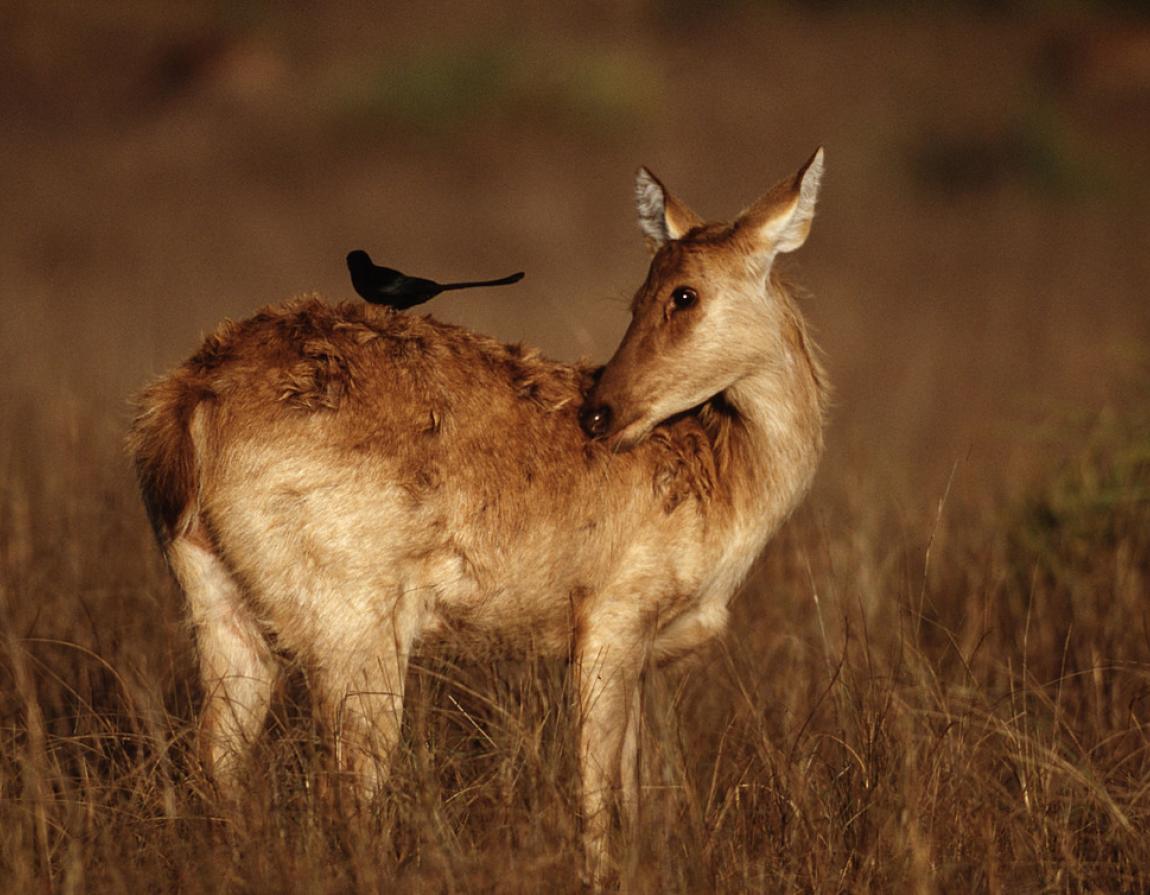 Why grasslands are so important | WWF Why grasslands are so important | WWF