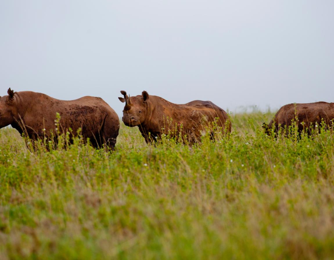 Why grasslands are so important | WWF Why grasslands are so important | WWF