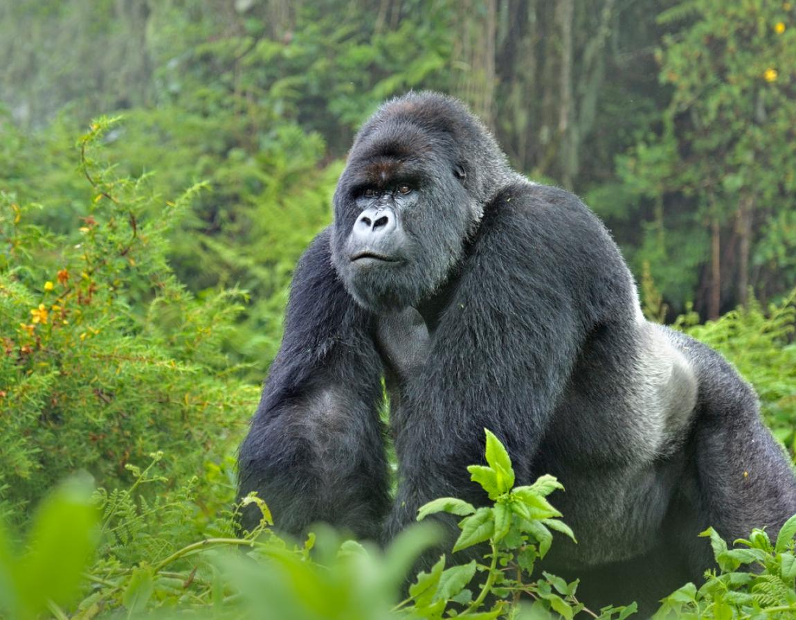 gorilla images gorilla images