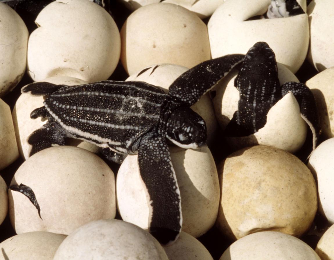 Sea turtles: earth's ancient mariners | WWF Sea turtles: earth's ancient mariners | WWF