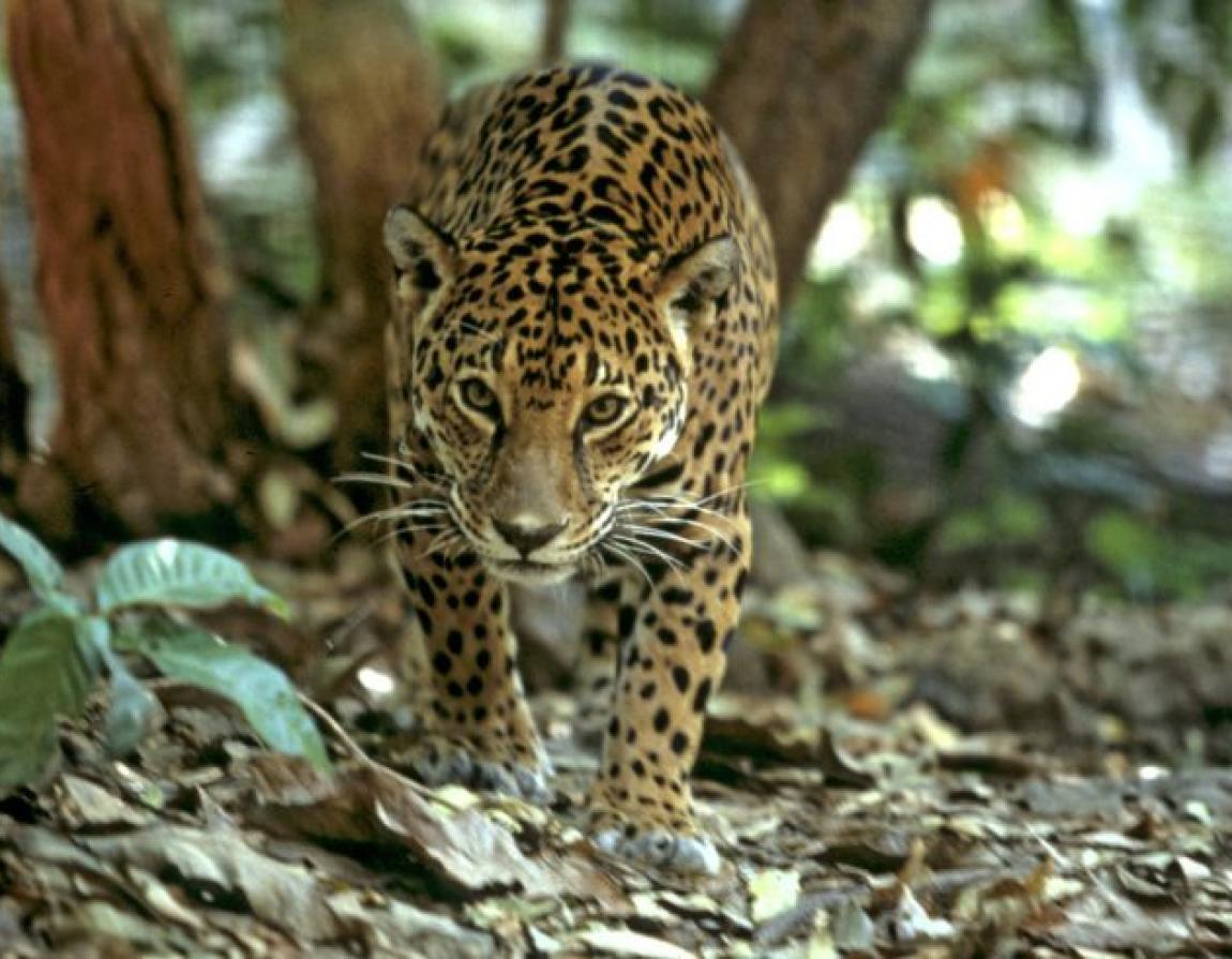 Jaguar: the Amazon's amazing swimming cat | WWF