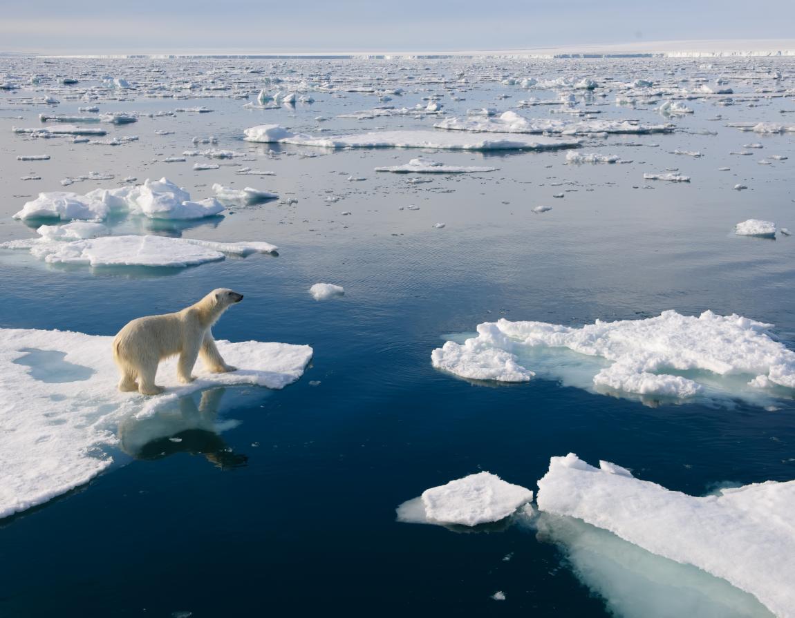 11 facts  you didn t know about polar  bears  WWF