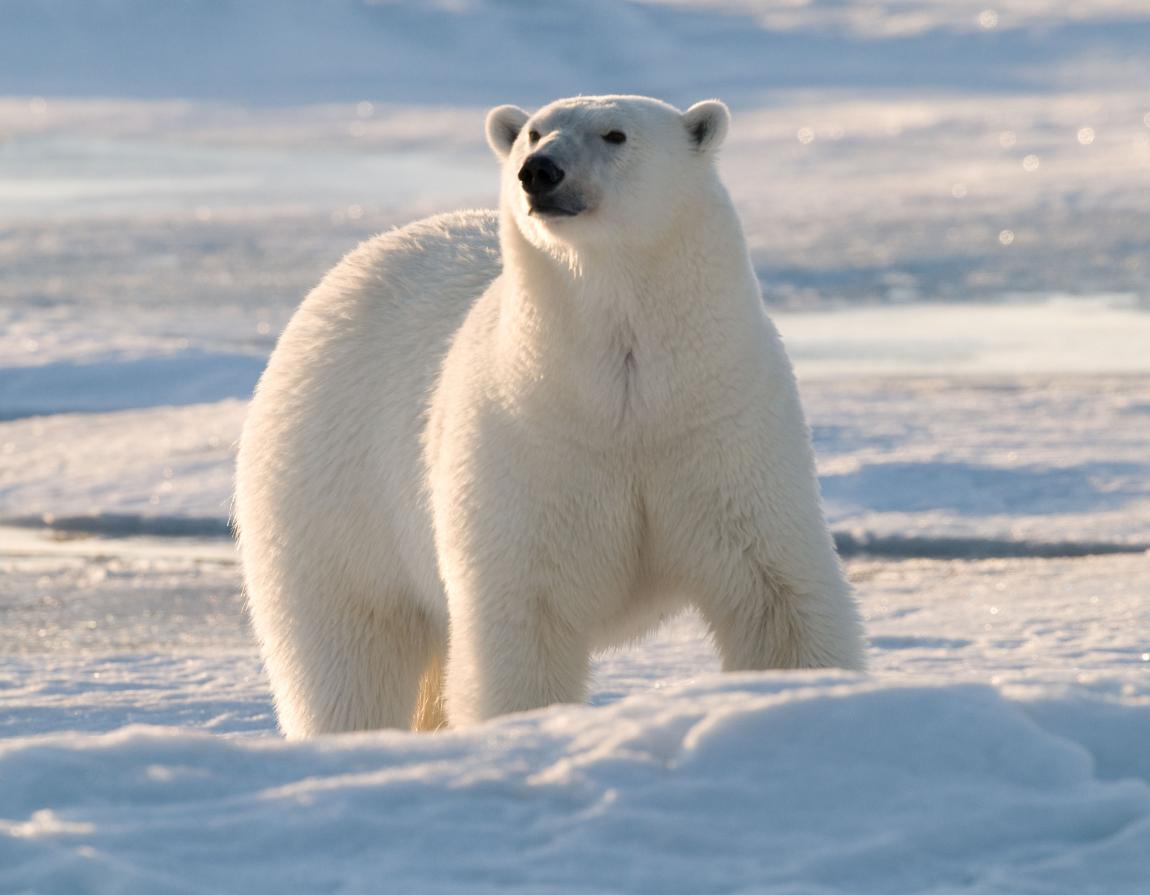 Polar Bear Wwf