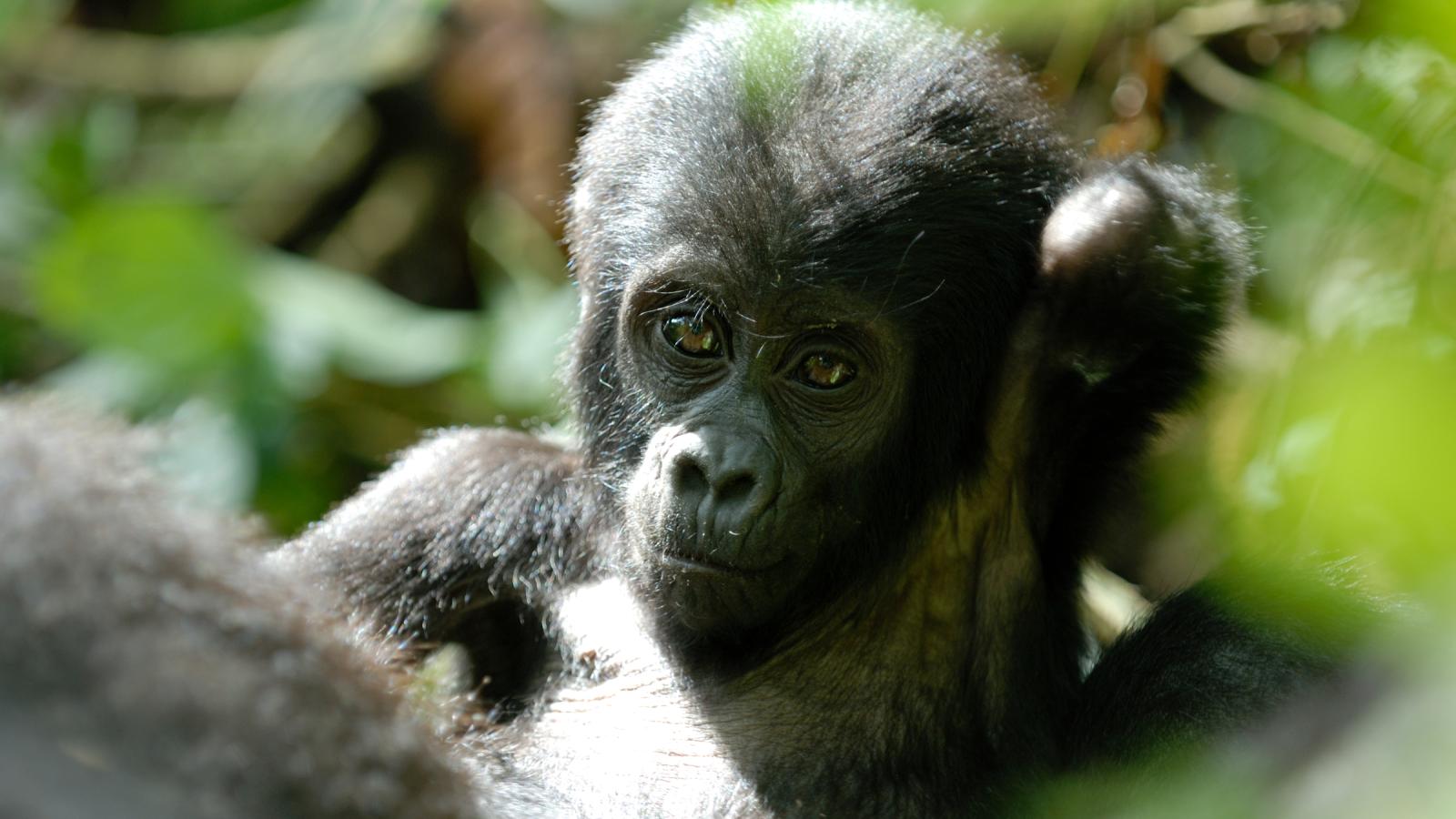 Mountain gorillas: close relatives at risk | WWF