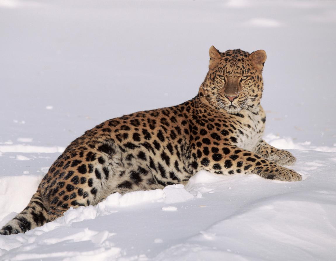 Amur leopard: the world's rarest cat? | WWF