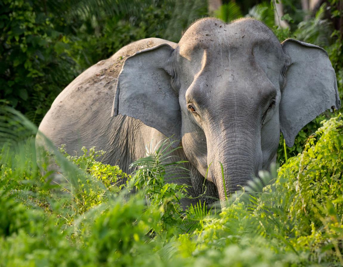 Elephants In Asia