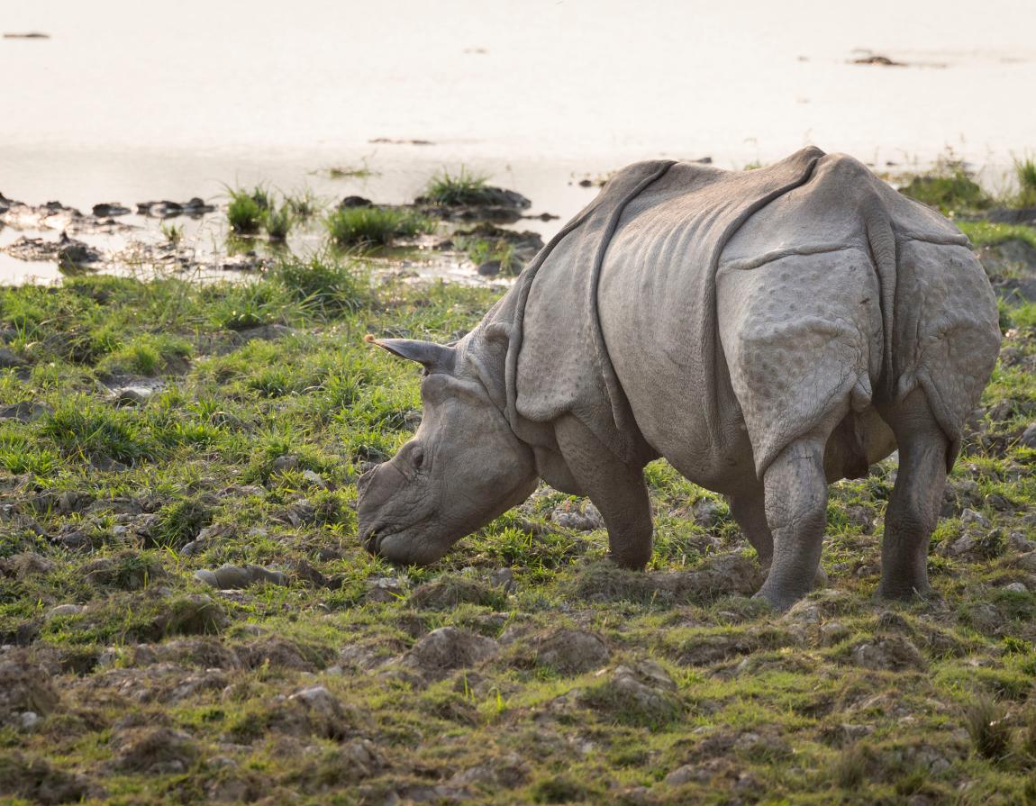 Asian rhinos | WWF