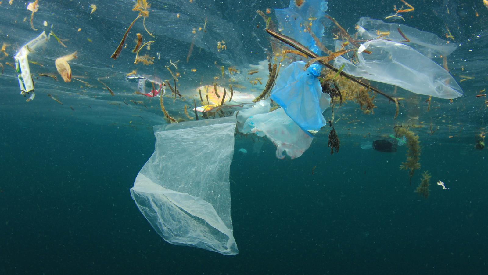 Oceans Wwf