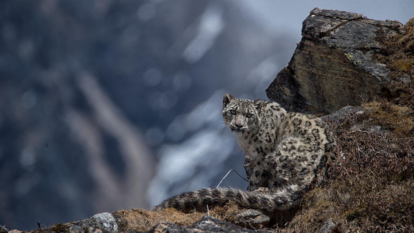Snow Leopards | WWF