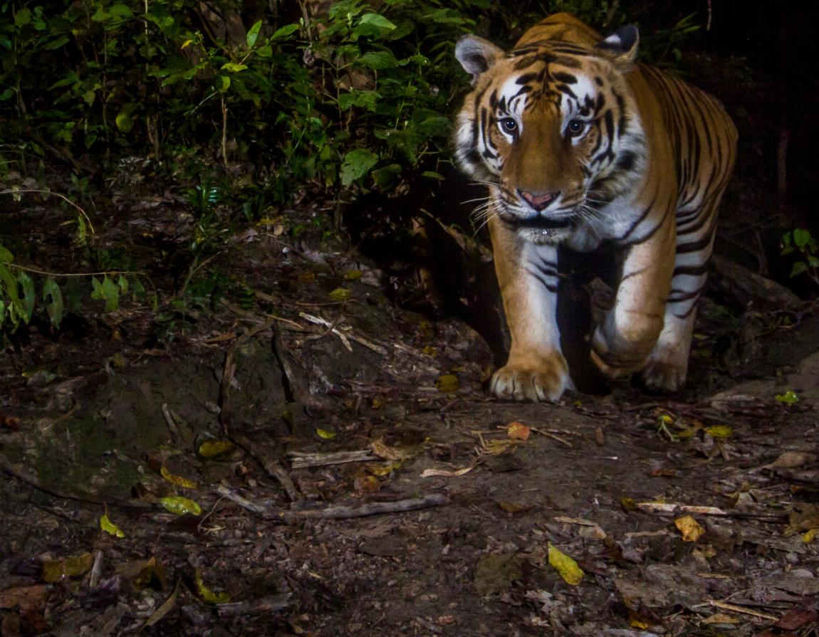 Tigers: possibly the world's most iconic big cat | WWF