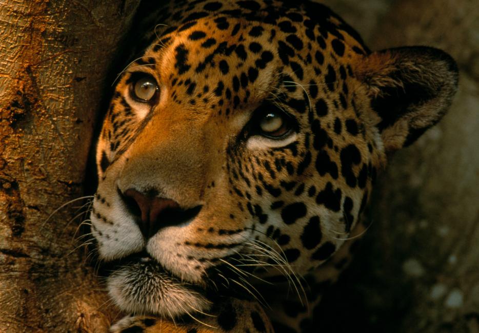 Facts about jaguars  World Animal Protection