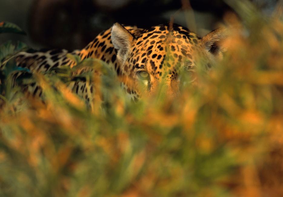 Wild animals essay. LINKEDIN Cover photo WWF.