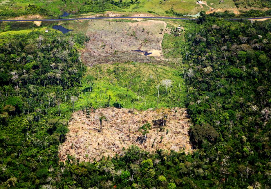 Deforestation in the  threatens one of the world's largest