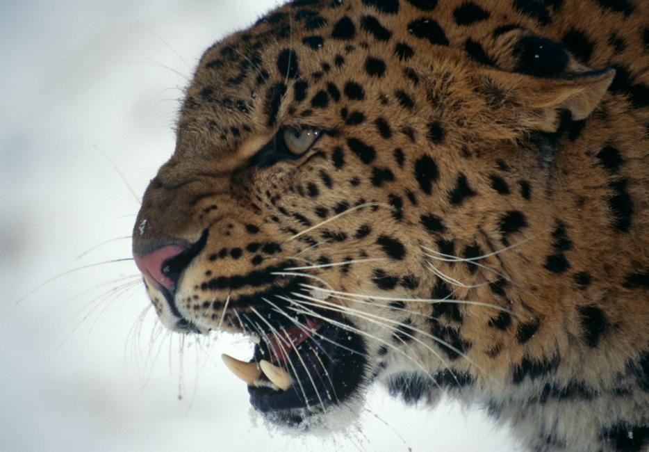 Resultado de imagen de the amur leopard