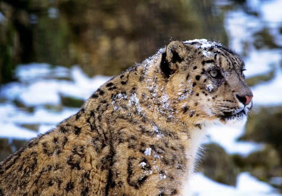 Snow Leopards Wwf