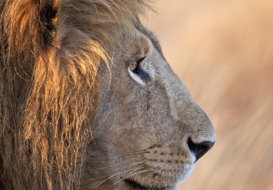 worlds largest lion ever recorded