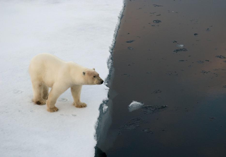 Polar bear: a powerful predator on ice | WWF