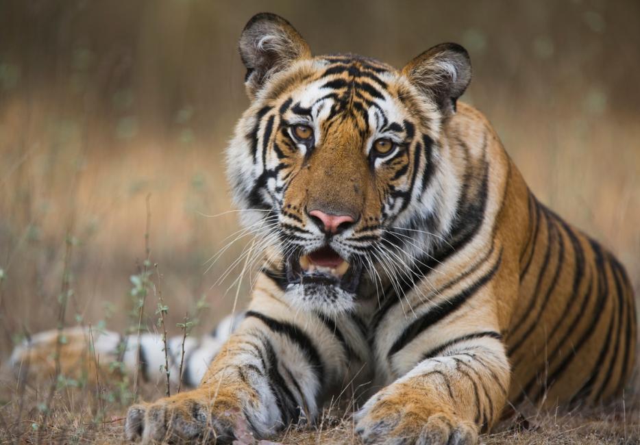 Tigers WWF Tigers WWF