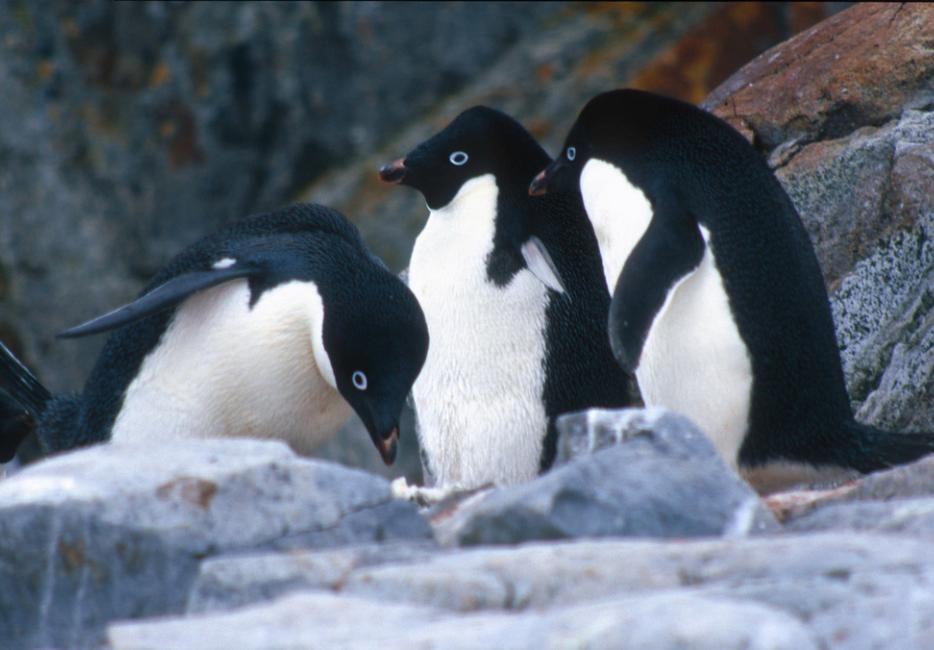 Adélie penguin: Antarctic birds with attitude | WWF