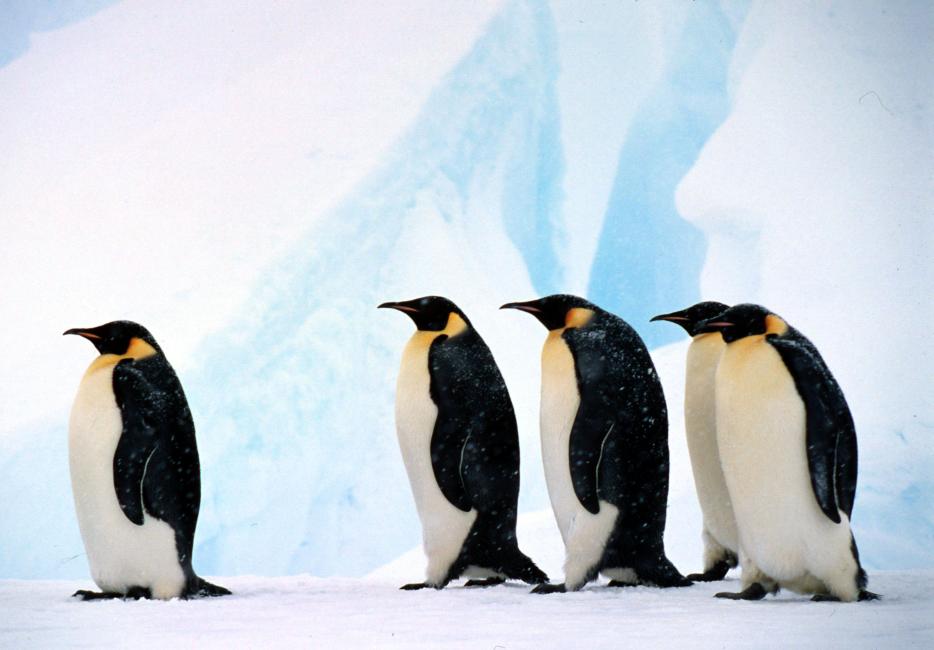 emperor penguin food chain