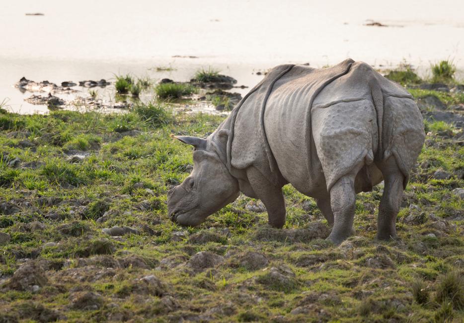 Asian rhinos | WWF