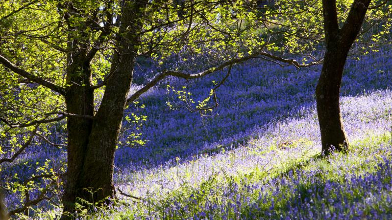 UK Nature through the seasons | WWF