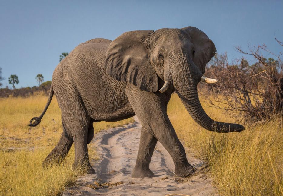 African elephant: strong, smart, but vulnerable