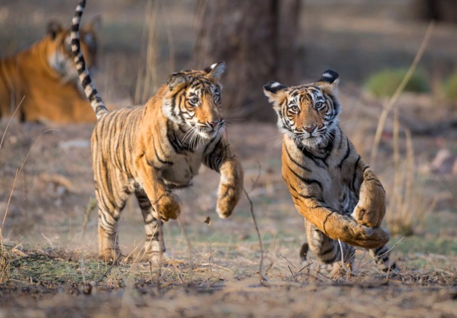 tiger hunting prey