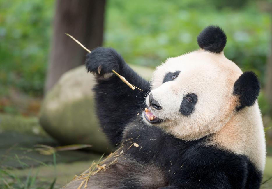 giant pandas in the wild